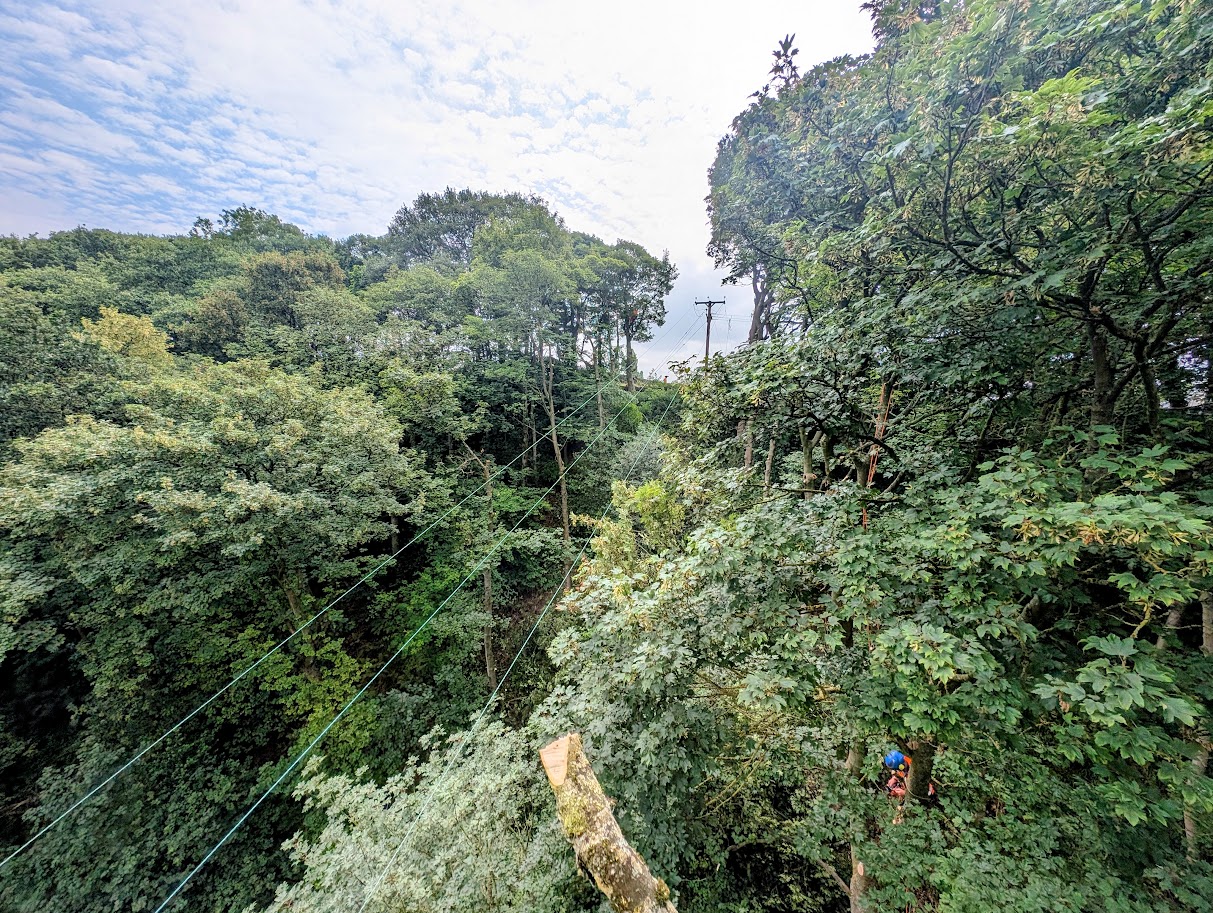 What is Utility Arboriculture?